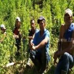 Ejército destruye plantío de 15 mil plantas de marihuana en Matagalpa matagalpinos