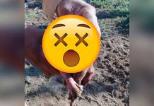 cerdo humano