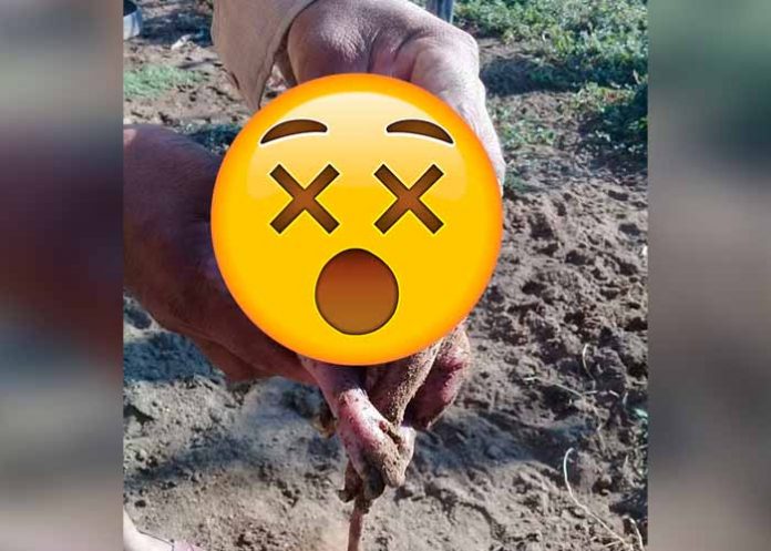 Sin_titulo-1-Recuperado_InmCiSa cerdo humano