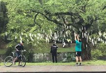 Video: Misteriosos «árboles de billetes» sorprenden a colombianos arbol de billetes