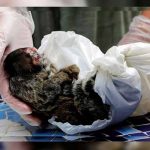 Envenenan y matan a golpes a 131 monos por pánico a la fiebre amarilla en Brasil