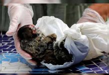 Envenenan y matan a golpes a 131 monos por pánico a la fiebre amarilla en Brasil