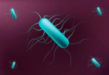 Científicos costarricenses descubren bacteria «Listeria costaricensis» bacteria