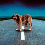 ?Medio millón de mascotas son abandonadas al año en México