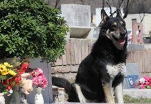 Argentina: Fallece «Capitán», el perro fiel que veló más de una década a su amo perro capitan
