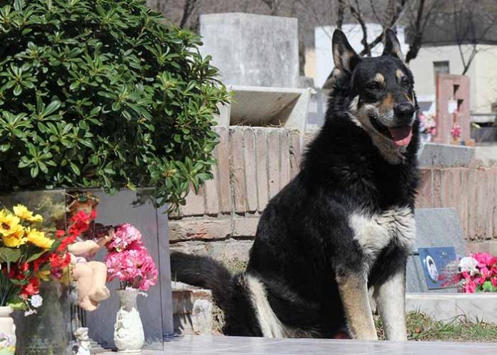 Sin_titulo-1_6NhSs5u perro capitan