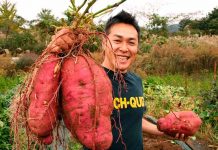 Honduras apuesta a la producción de camote honduras