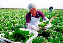 Honduras es el primer exportador de legumbres de Centroamérica mujer agricultora