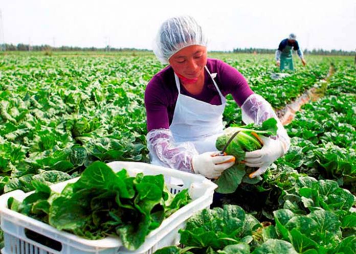 Sin_titulo-1_9EWZlnm mujer agricultora