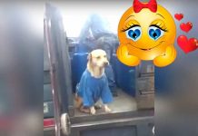 perrito