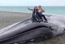 Mujeres mutilan y se toman selfies con ballena moribunda en playa chilena chile