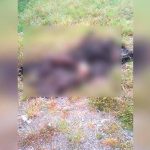 Criminales matan de dos puñaladas y calcinan cadáver de nicaragüense en Costa Rica