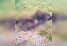 Criminales matan de dos puñaladas y calcinan cadáver de nicaragüense en Costa Rica