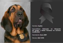 perro policia