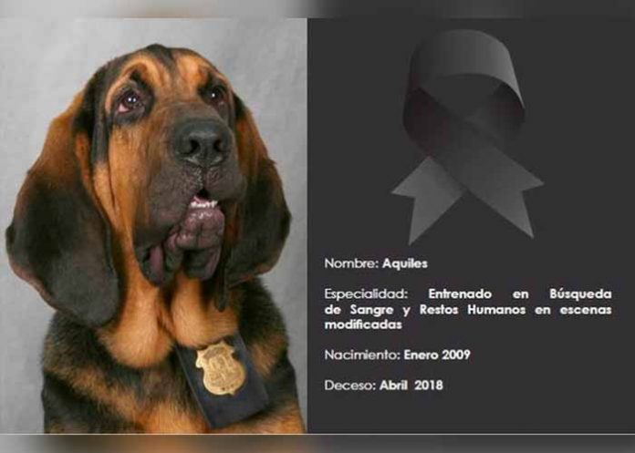 Sin_titulo-1_XXZO7DT perro policia