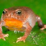 Descubren cuatro especies nuevas de ranas en parque nacional de Perú