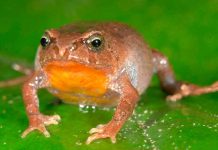 Descubren cuatro especies nuevas de ranas en parque nacional de Perú