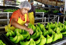 Productores de banano reportan pérdida millonaria en Honduras produccion de banano