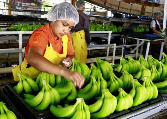 Sin_titulo-1_aEPh5DJ produccion de banano