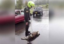 Indignación por policías que amarraron y arrastraron a un perro en Colombia (VIDEO)