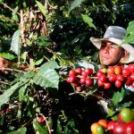 cosecha de cafe