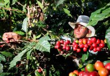 Honduras obtiene más de 285 millones de dólares en exportación de café cosecha de cafe