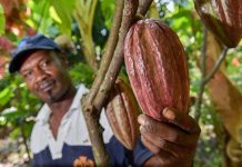 Colombia incrementó producción de cacao en 6,6 % en 2017