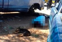 Guatemala: Perro fiel cuida cadáver de su amo asesinado a balazos perro fiel