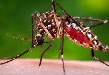 Honduras: MINSA redobla esfuerzos para combatir el dengue y zika zancudo
