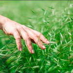 Hombre obliga a su madre a comer hierva después que discutiera con su esposa (VIDEO) china