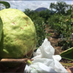 Chinandega sale adelante con producción de guayaba de exportación nicaragua