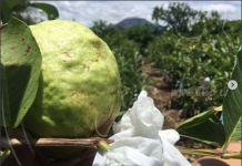 Chinandega sale adelante con producción de guayaba de exportación nicaragua