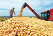 Bolivia aumenta hasta el 60 % la exportación de soya bolivia