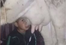 Granjero descubrió a su hijito tomando leche de la ubre de una vaca granjero