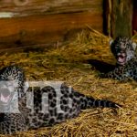 Nacen en Argentina dos jaguares de una especie en peligro de extinción argentina