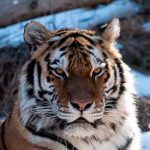 Tigre en peligro de extinción muere tras procedimiento de inseminación artificial estados unidos