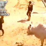 Protestan contra las corridas de toros en Madrid valiente hombre