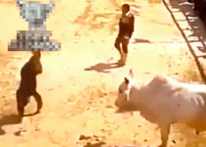 TORO valiente hombre