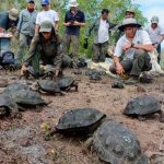 Denuncian robo de 123 tortugas bebés de centro de crianza en Galápagos galapagos
