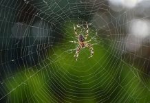 Fotos: Telaraña gigante envuelve y sorprende a un pueblo de Grecia grecia