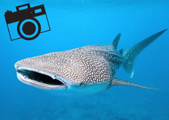 fotografo de la revista national geographic