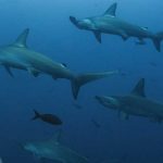Informe: Exceso de pesca mundial provoca desaparición de los tiburones pesca mundial