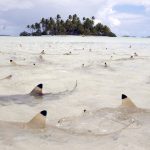 tiburones de punta negra