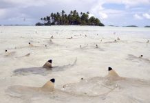 VIDEO: Tiburones de punta negra invaden costas del sur de Florida tiburones de punta negra
