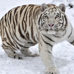 Rusia comienza la adecuación de un parque para proteger al tigre siberiano rusia