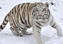 Rusia comienza la adecuación de un parque para proteger al tigre siberiano rusia