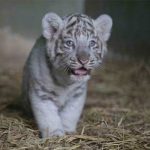 Nace tigre blanco de bengala en Zoológico Nacional tigre blanco de bengala