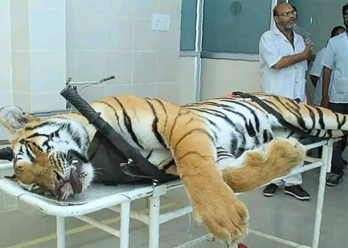 Tigresa_NKJI7qc tigresa