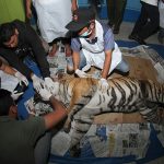 Indonesia: Muere tigresa preñada al caer en trampa para cerdos indonesia