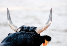 Toro cornea brutalmente a un hombre durante fiesta taurina en España valencia